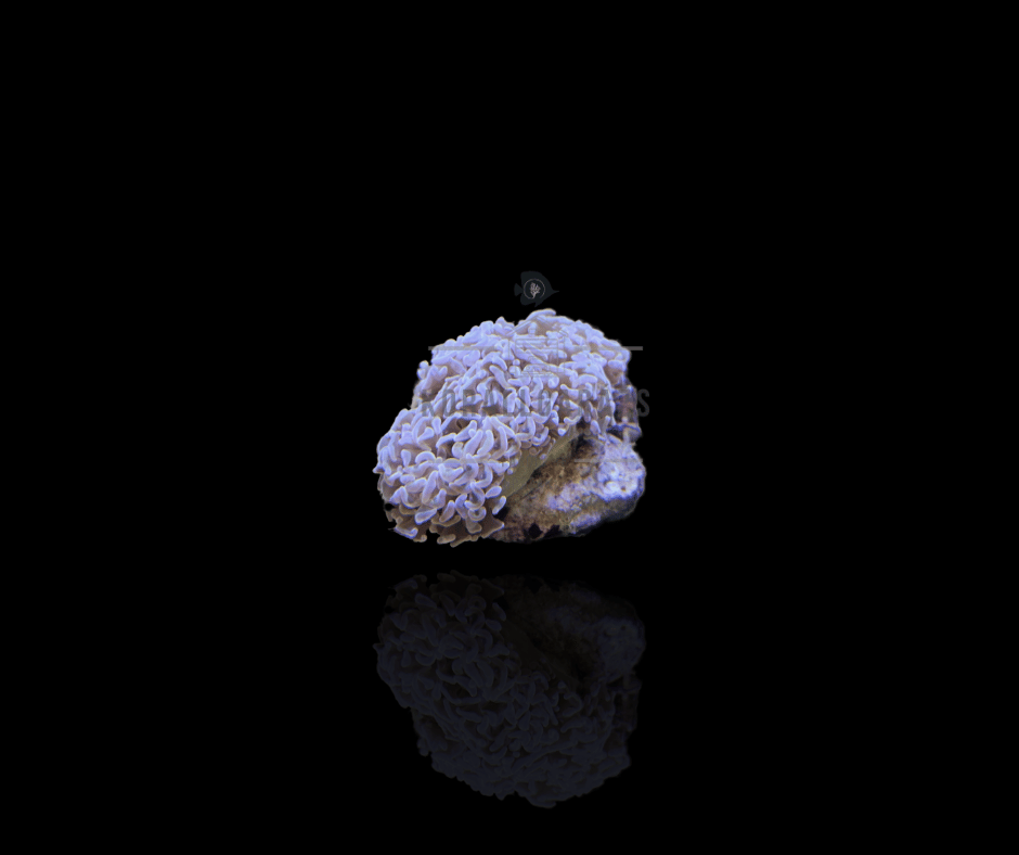 Euphyllia Ancora - Hammer Coral - Master Orange